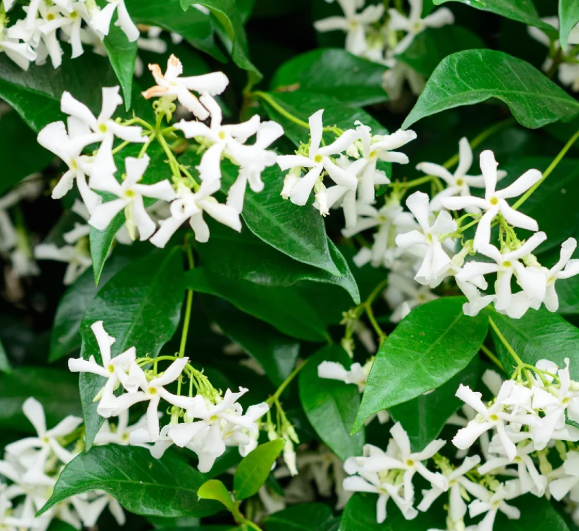 12oz Honeysuckle Jasmine candle in a sleek white matte vessel, showcasing a fresh floral scent with elegant minimalist design.