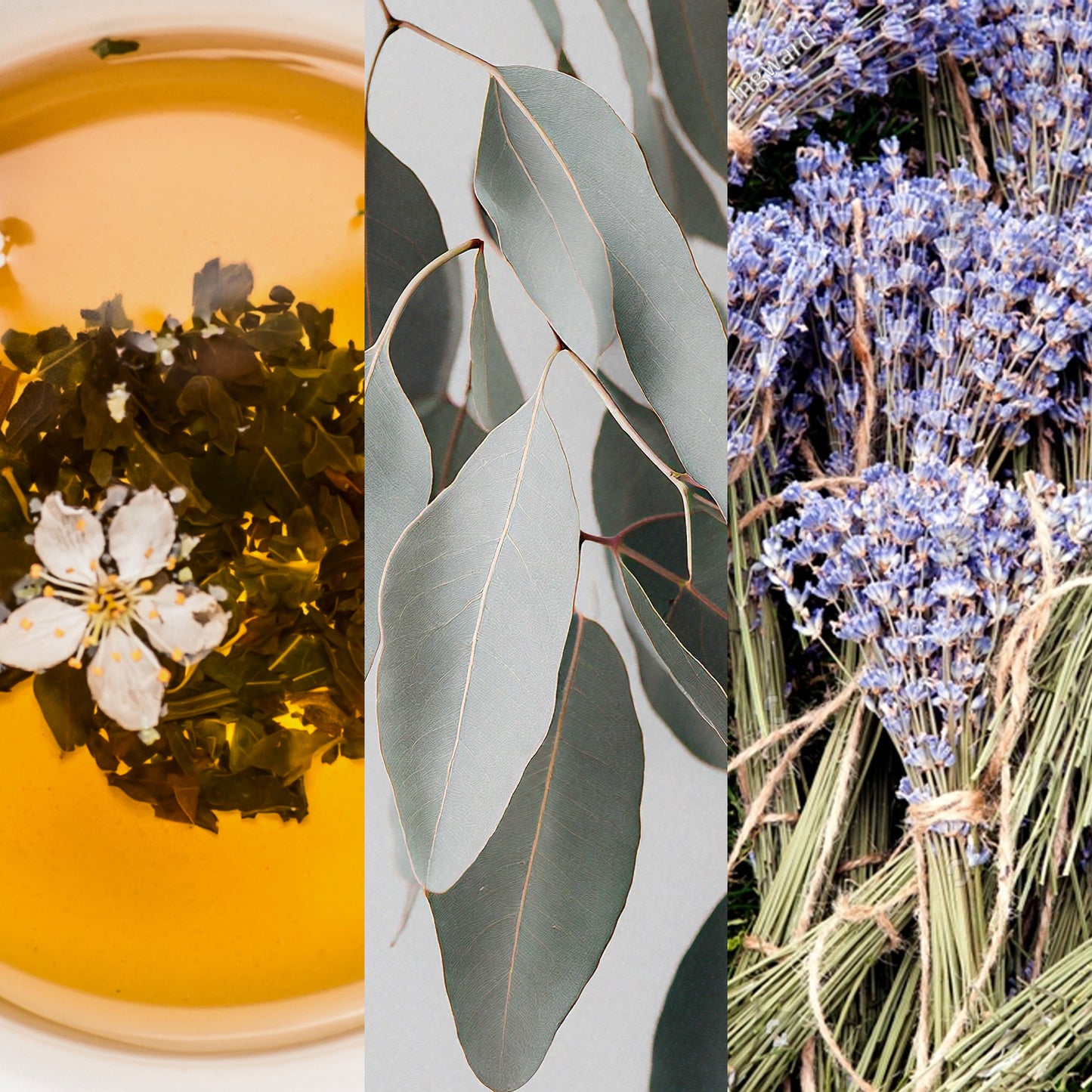 White tea, eucalyptus, and lavender candle in matte sage 8 oz and matte peach 12 oz jars, styled in a peaceful setting with soft lighting—ideal for spa-inspired relaxation at home or in a salon.