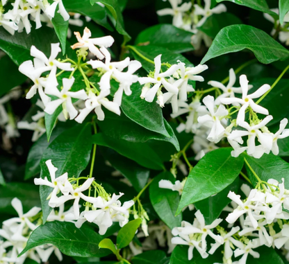 12oz Honeysuckle Jasmine candle in a sleek white matte vessel, showcasing a fresh floral scent with elegant minimalist design.