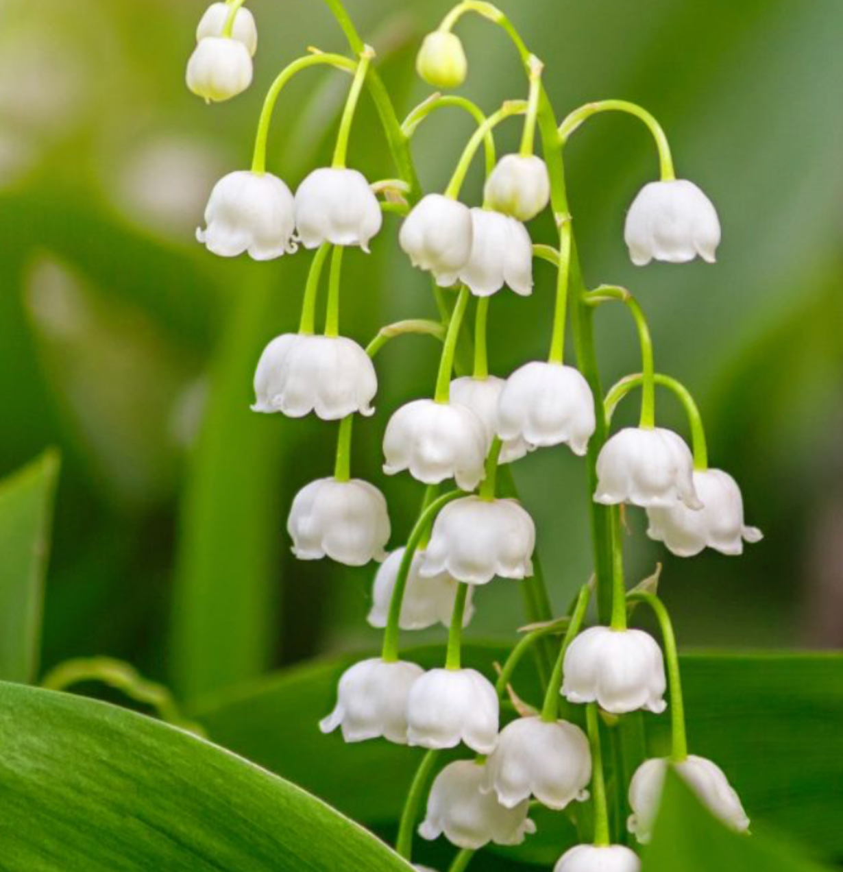 Lily of the Valley soy wax melts in elegant packaging, featuring a fresh and delicate floral home fragrance.