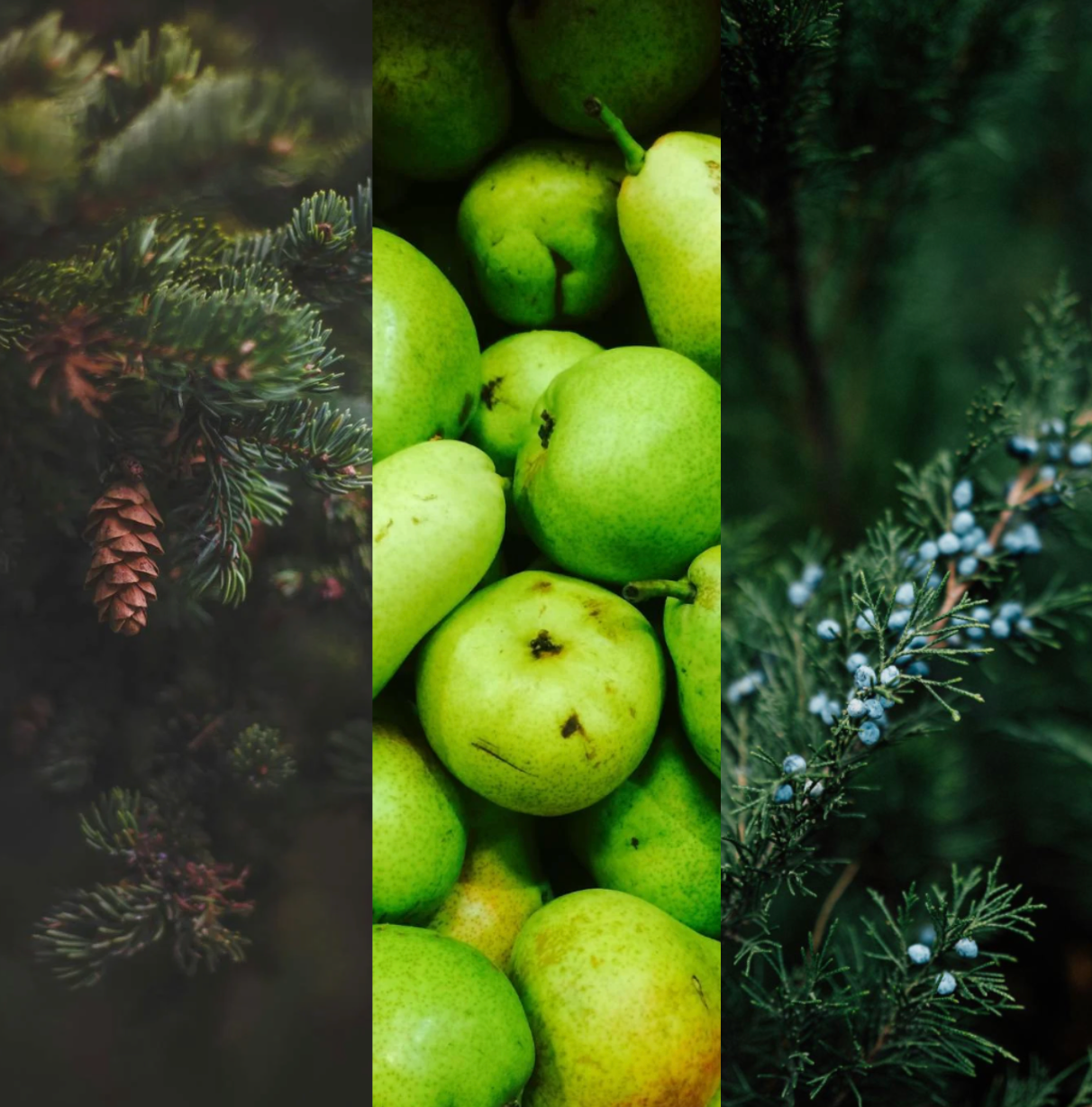 A Winter Enchantment soy candle surrounded by cozy winter accents. The label highlights notes of citrus, pine, pear, juniper, and sage. The scene evokes a snowy forest feeling with a serene, winter wonderland aesthetic.